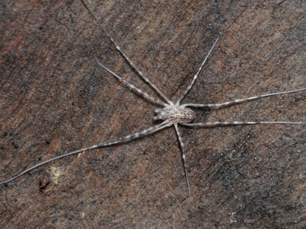 Opiliones (order) at Coree, ACT - 4 Aug 2018