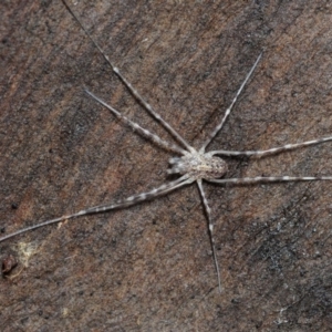 Opiliones (order) at Coree, ACT - 4 Aug 2018