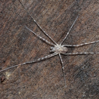 Opiliones (order) (Unidentified harvestman) at Cotter Reserve - 4 Aug 2018 by Harrisi
