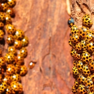 Harmonia conformis at Coree, ACT - 4 Aug 2018