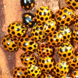 Harmonia conformis at Coree, ACT - 4 Aug 2018