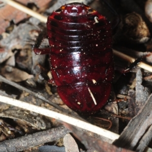 Platyzosteria similis at Coree, ACT - 4 Aug 2018