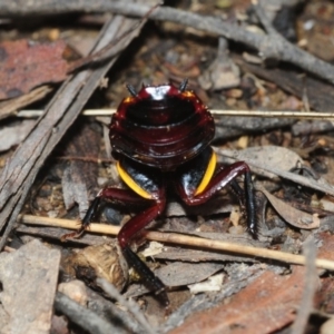 Platyzosteria similis at Coree, ACT - 4 Aug 2018