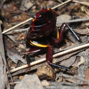 Platyzosteria similis at Coree, ACT - 4 Aug 2018