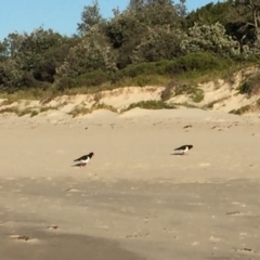 Haematopus longirostris (Australian Pied Oystercatcher) at Undefined - 1 Aug 2018 by Jorj