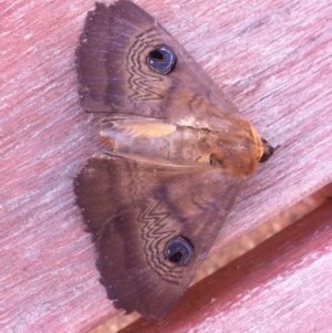 Dasypodia selenophora at Harrison, ACT - 7 Nov 2013 08:50 AM