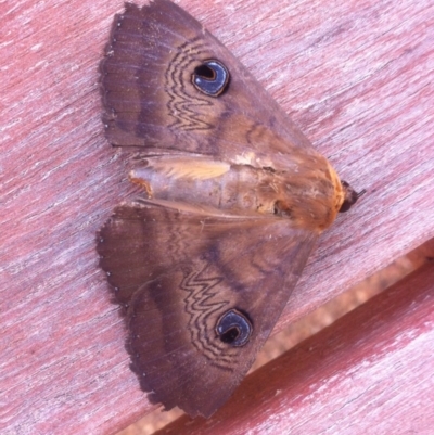 Dasypodia selenophora (Southern old lady moth) at Harrison, ACT - 6 Nov 2013 by Platycercus_elegans