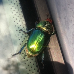 Lamprima aurata at Kaleen, ACT - 16 Dec 2013