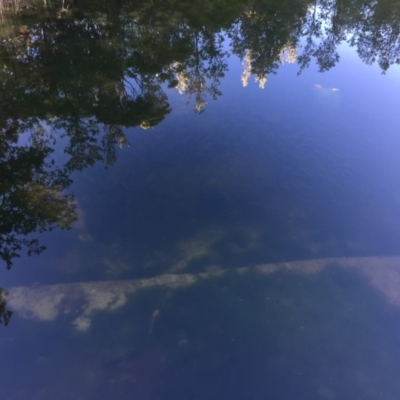 Unverified at Bendalong, NSW - 30 Jul 2018 by Jorj