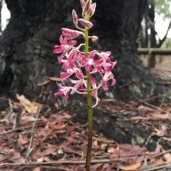 Dipodium variegatum (Blotched Hyacinth Orchid) at Undefined - 6 Dec 2017 by Jorj