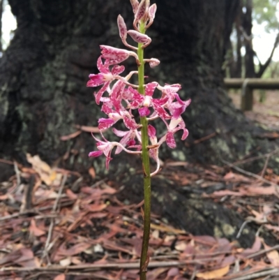 Dipodium variegatum (Blotched Hyacinth Orchid) at Undefined - 6 Dec 2017 by Jorj