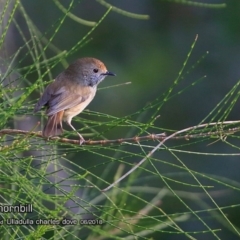 Acanthiza pusilla (Brown Thornbill) at Coomee Nulunga Cultural Walking Track - 21 Jun 2018 by Charles Dove