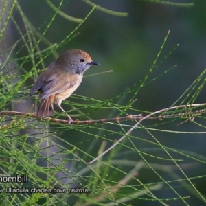 Acanthiza pusilla at Ulladulla - Warden Head Bushcare - 22 Jun 2018 12:00 AM