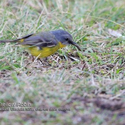 Eopsaltria australis (Eastern Yellow Robin) at Coomee Nulunga Cultural Walking Track - 22 Jun 2018 by CharlesDove