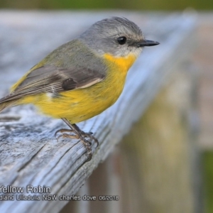 Eopsaltria australis at Ulladulla - Warden Head Bushcare - 22 Jun 2018 12:00 AM