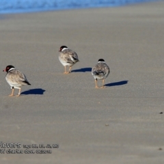 Charadrius rubricollis (Hooded Plover) at Undefined - 24 Jun 2018 by CharlesDove