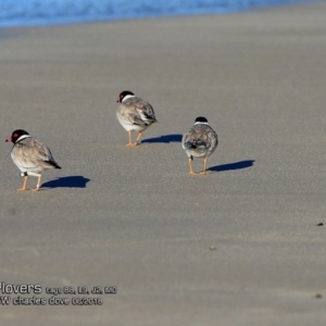 Charadrius rubricollis at suppressed - 24 Jun 2018