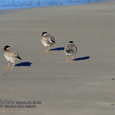 Charadrius rubricollis (Hooded Plover) at Undefined - 23 Jun 2018 by Charles Dove