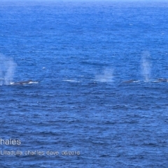 Megaptera novaeangliae (Humpback Whale) at Undefined - 21 Jun 2018 by Charles Dove