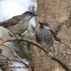 Anthochaera chrysoptera (Little Wattlebird) at Coomee Nulunga Cultural Walking Track - 21 Jun 2018 by CharlesDove