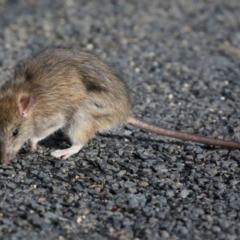 Rattus rattus (Black Rat) at Ulladulla, NSW - 21 Jun 2018 by CharlesDove