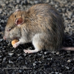 Rattus rattus at Ulladulla, NSW - 21 Jun 2018 12:00 AM