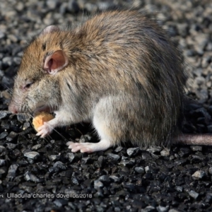 Rattus rattus at Ulladulla, NSW - 21 Jun 2018 12:00 AM