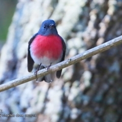 Petroica rosea (Rose Robin) at Undefined - 23 Jun 2018 by Charles Dove