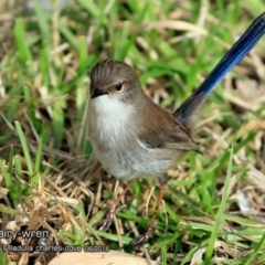 Malurus cyaneus (Superb Fairywren) at Ulladulla - Warden Head Bushcare - 21 Jun 2018 by Charles Dove