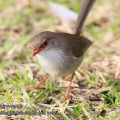 Malurus cyaneus at Ulladulla - Warden Head Bushcare - 22 Jun 2018