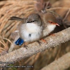 Malurus cyaneus at Ulladulla - Warden Head Bushcare - 22 Jun 2018 12:00 AM