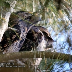 Podargus strigoides (Tawny Frogmouth) at Conjola Lake Walking Track - 23 Jun 2018 by Charles Dove