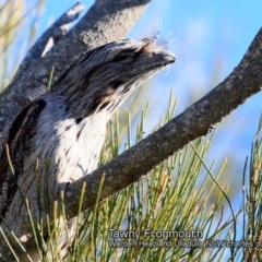 Podargus strigoides (Tawny Frogmouth) at Ulladulla, NSW - 20 Jun 2018 by Charles Dove