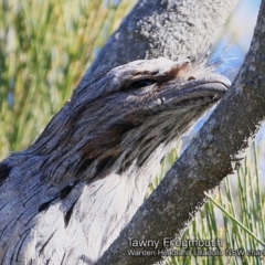 Podargus strigoides at Ulladulla, NSW - 21 Jun 2018