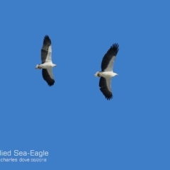 Haliaeetus leucogaster (White-bellied Sea-Eagle) at Coomee Nulunga Cultural Walking Track - 20 Jun 2018 by Charles Dove