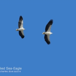 Haliaeetus leucogaster at Ulladulla, NSW - 21 Jun 2018 12:00 AM