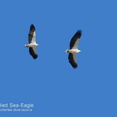 Haliaeetus leucogaster (White-bellied Sea-Eagle) at Ulladulla, NSW - 20 Jun 2018 by Charles Dove