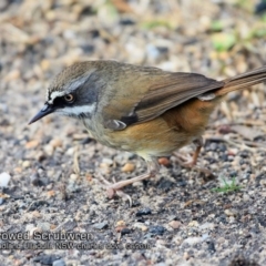 Sericornis frontalis (White-browed Scrubwren) at Undefined - 22 Jun 2018 by CharlesDove