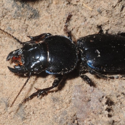 Carenum sp. (genus) (Predatory ground beetle) at Cotter Reserve - 31 Jul 2018 by Harrisi
