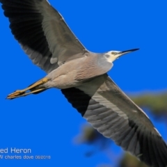 Egretta novaehollandiae (White-faced Heron) at Undefined - 24 Jun 2018 by CharlesDove