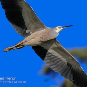 Egretta novaehollandiae at undefined - 24 Jun 2018 12:00 AM