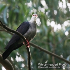 Columba leucomela (White-headed Pigeon) at Ulladulla - Millards Creek - 20 Jun 2018 by CharlesDove