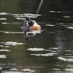 Tachybaptus novaehollandiae (Australasian Grebe) at Burrill Lake, NSW - 17 Jun 2018 by CharlesDove