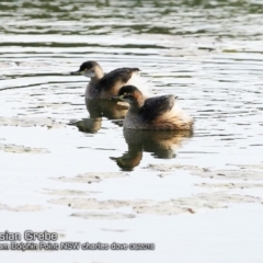 Tachybaptus novaehollandiae at Burrill Lake, NSW - 17 Jun 2018