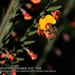 Bossiaea heterophylla (Variable Bossiaea) at South Pacific Heathland Reserve - 17 Jun 2018 by CharlesDove