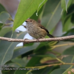 Acanthiza pusilla (Brown Thornbill) at Ulladulla Reserves Bushcare - 16 Jun 2018 by CharlesDove