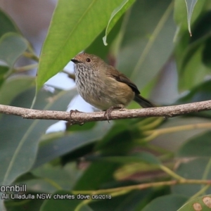 Acanthiza pusilla at Ulladulla Reserves Bushcare - 16 Jun 2018 12:00 AM