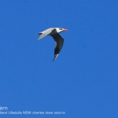 Hydroprogne caspia (Caspian Tern) at Undefined - 16 Jun 2018 by CharlesDove