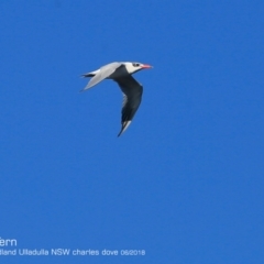 Hydroprogne caspia (Caspian Tern) at Undefined - 15 Jun 2018 by Charles Dove