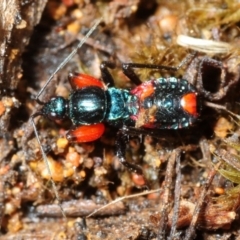 Ectomocoris patricius (Ground assassin bug) at Cotter Reserve - 4 Aug 2018 by Harrisi